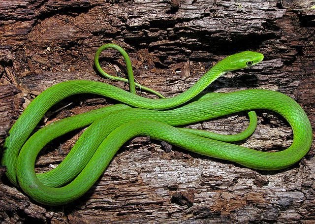 Green Mamba in Tanzania
